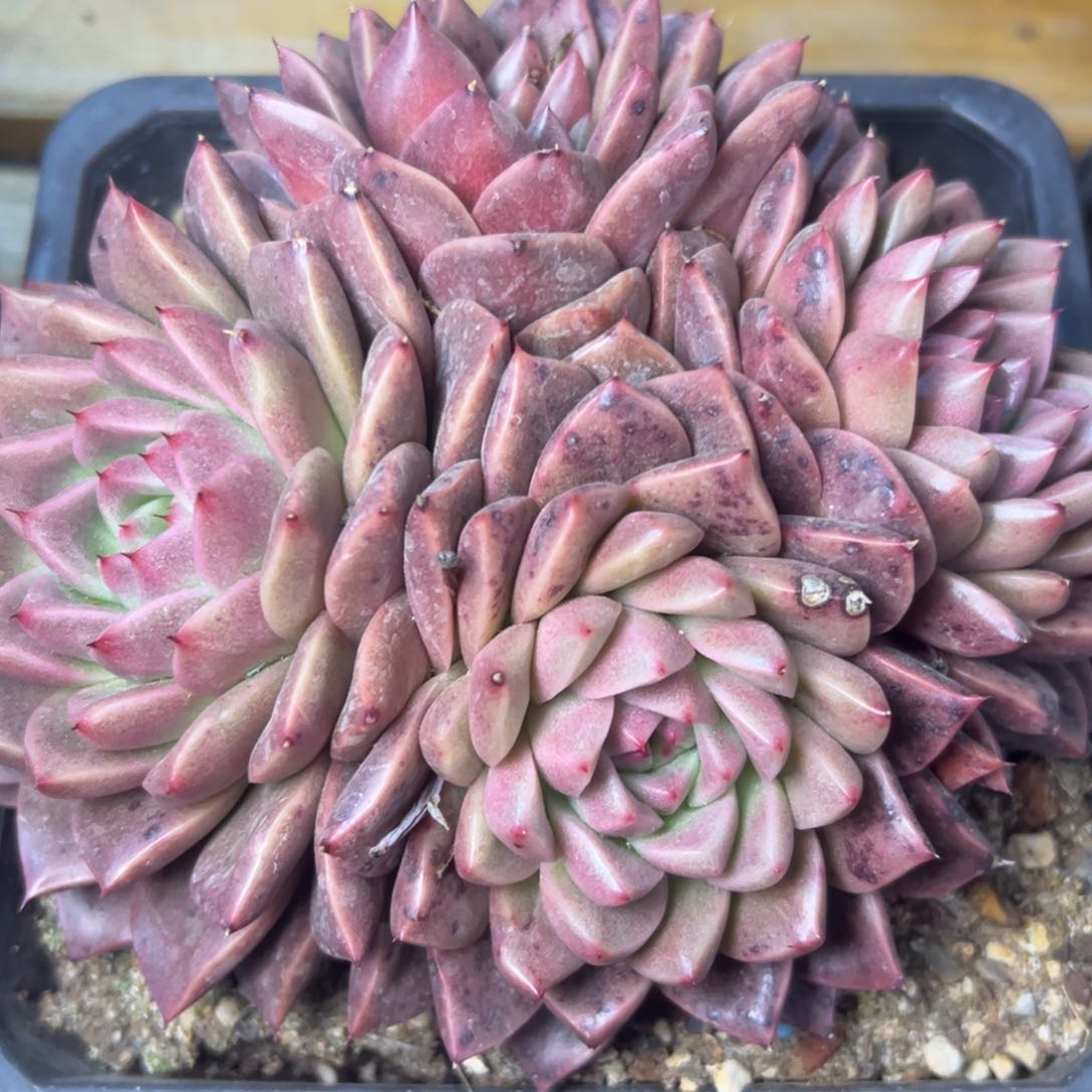 小***?东云杂，一物一拍