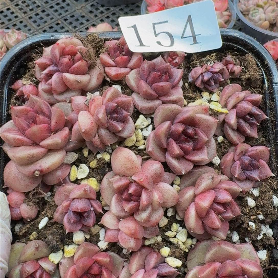 多肉植物多肉植物154