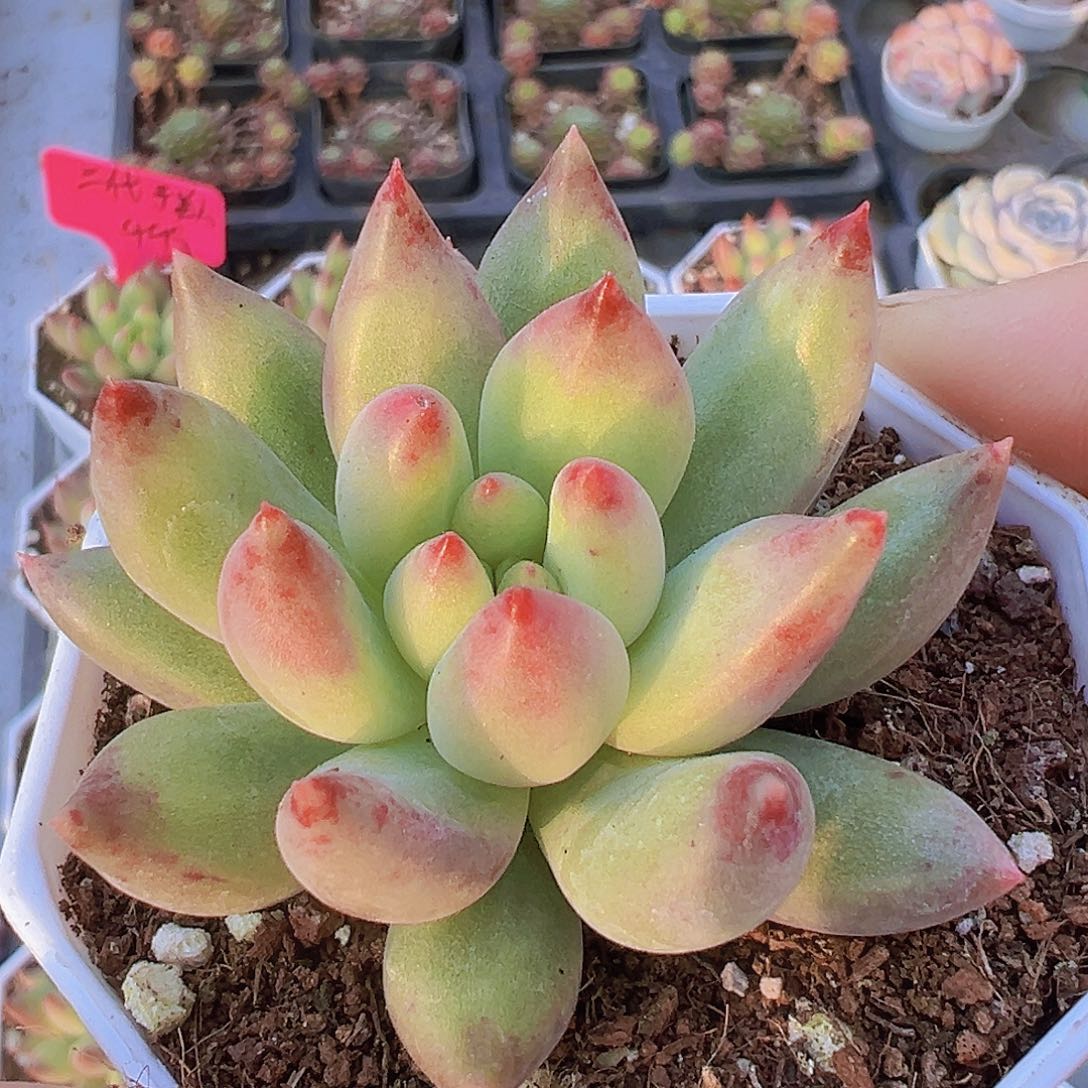 三代虞美人19包邮多肉植物