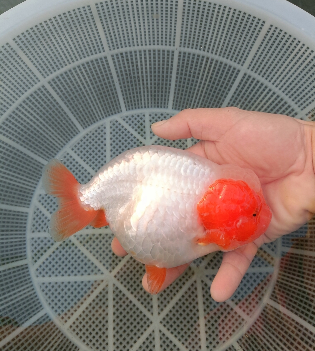 兰寿玛丽活体金鱼（以直播间为准）