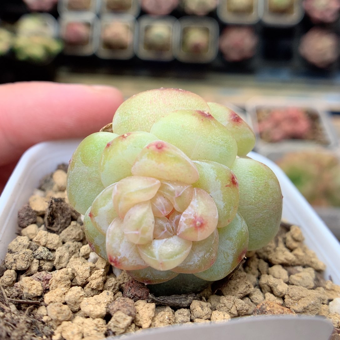 G49糖心定向bt-3双头