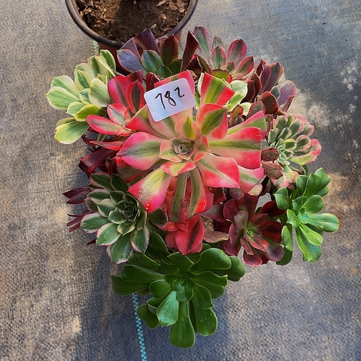 兰***草架接000000000782号