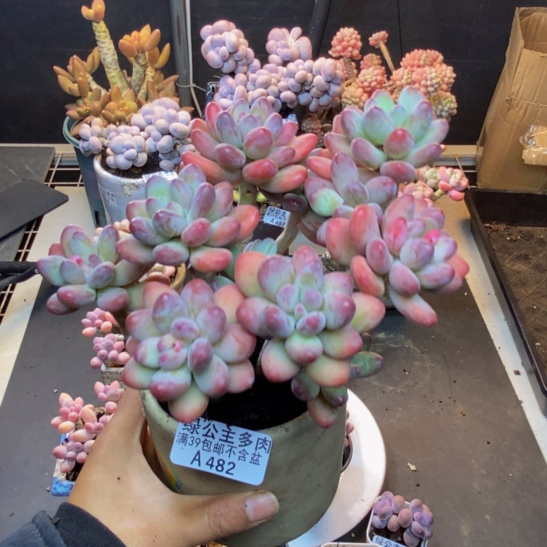 482苹果奶美人多肉13c m