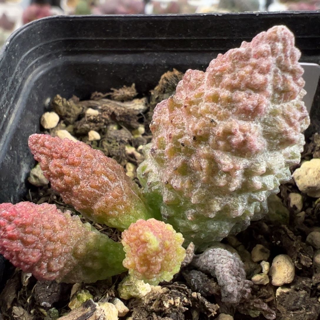 实生底叶苗纹路款多肉植物