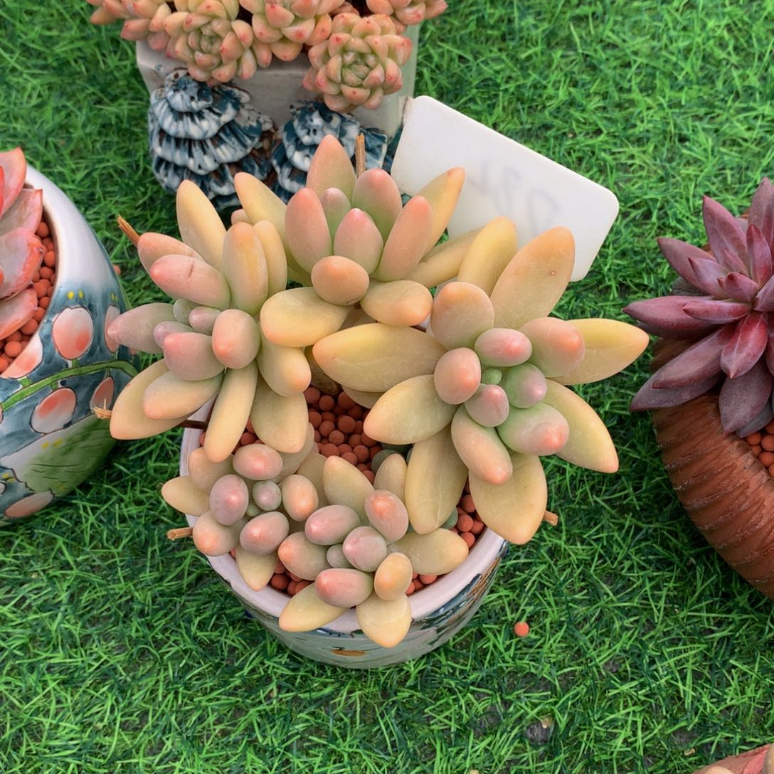 恩***宝带盆读题库植物爱627373727