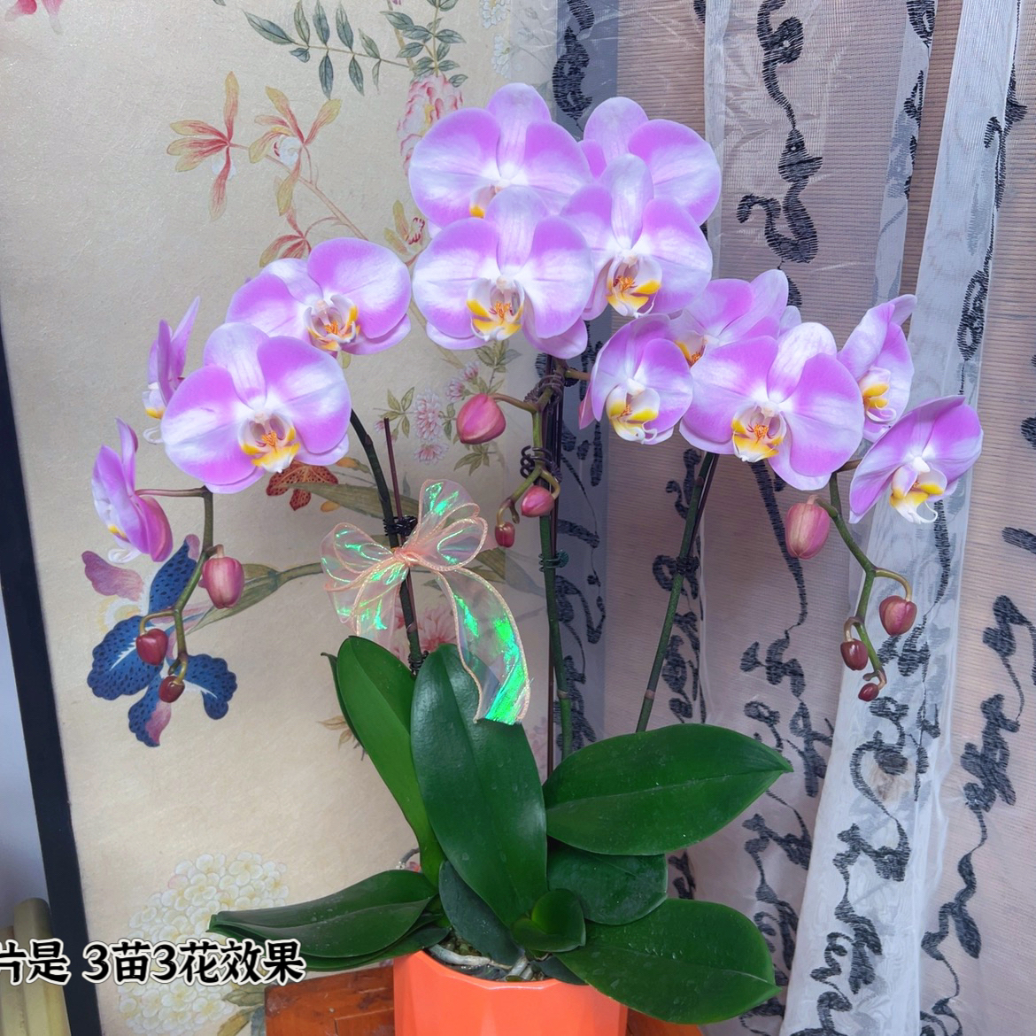 【明星06】中小花室内蝴蝶兰带花带花苞发货