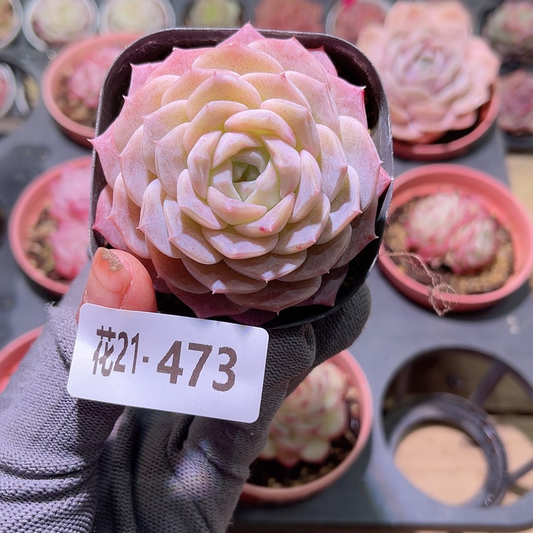 花21+473纯爱单头