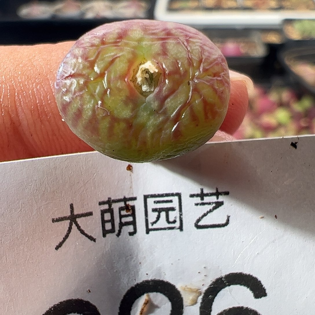 一物一拍。      826