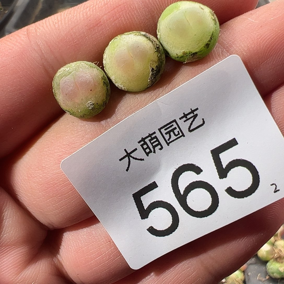 0000565 一物一拍……