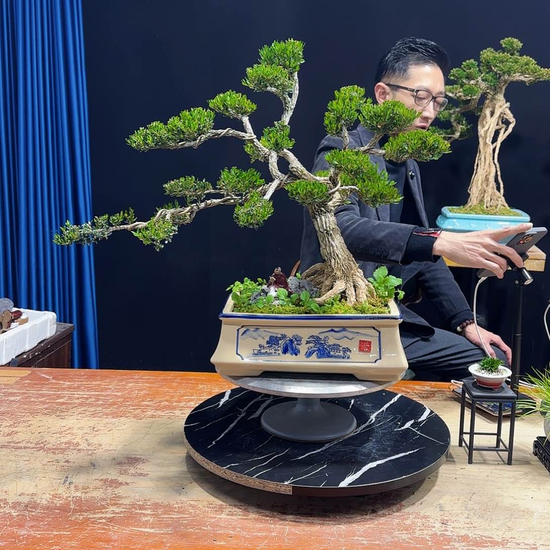 黄杨室内室外盆景艺术