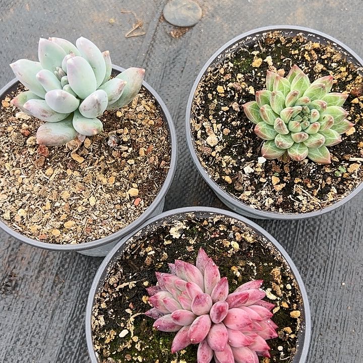 【闪购商品】组合三个多肉植物