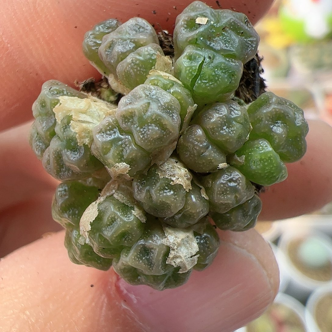 【闪购商品】153 福利