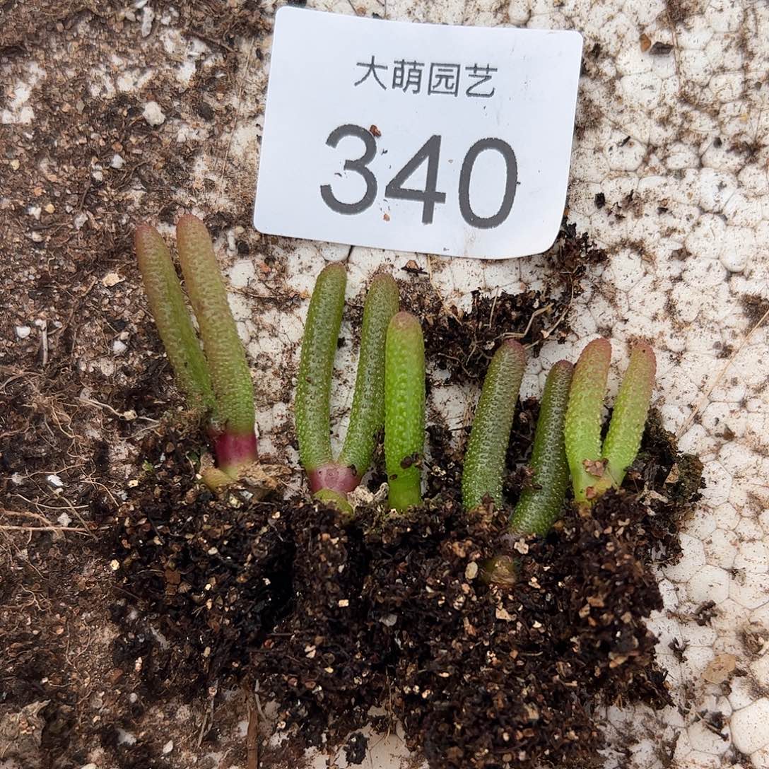 一物一拍5颗红兔子。  340