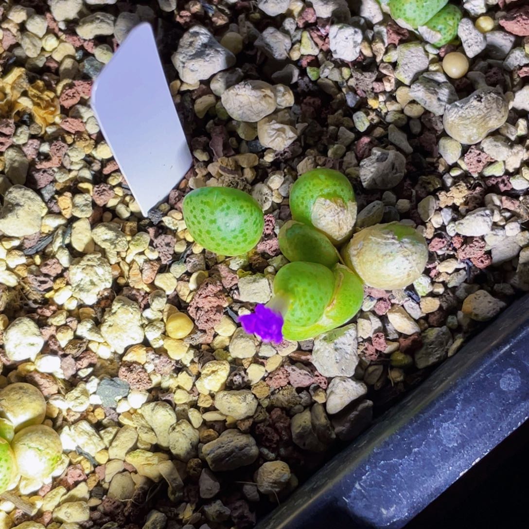 小***咪蟠桃斑马植物一物一拍