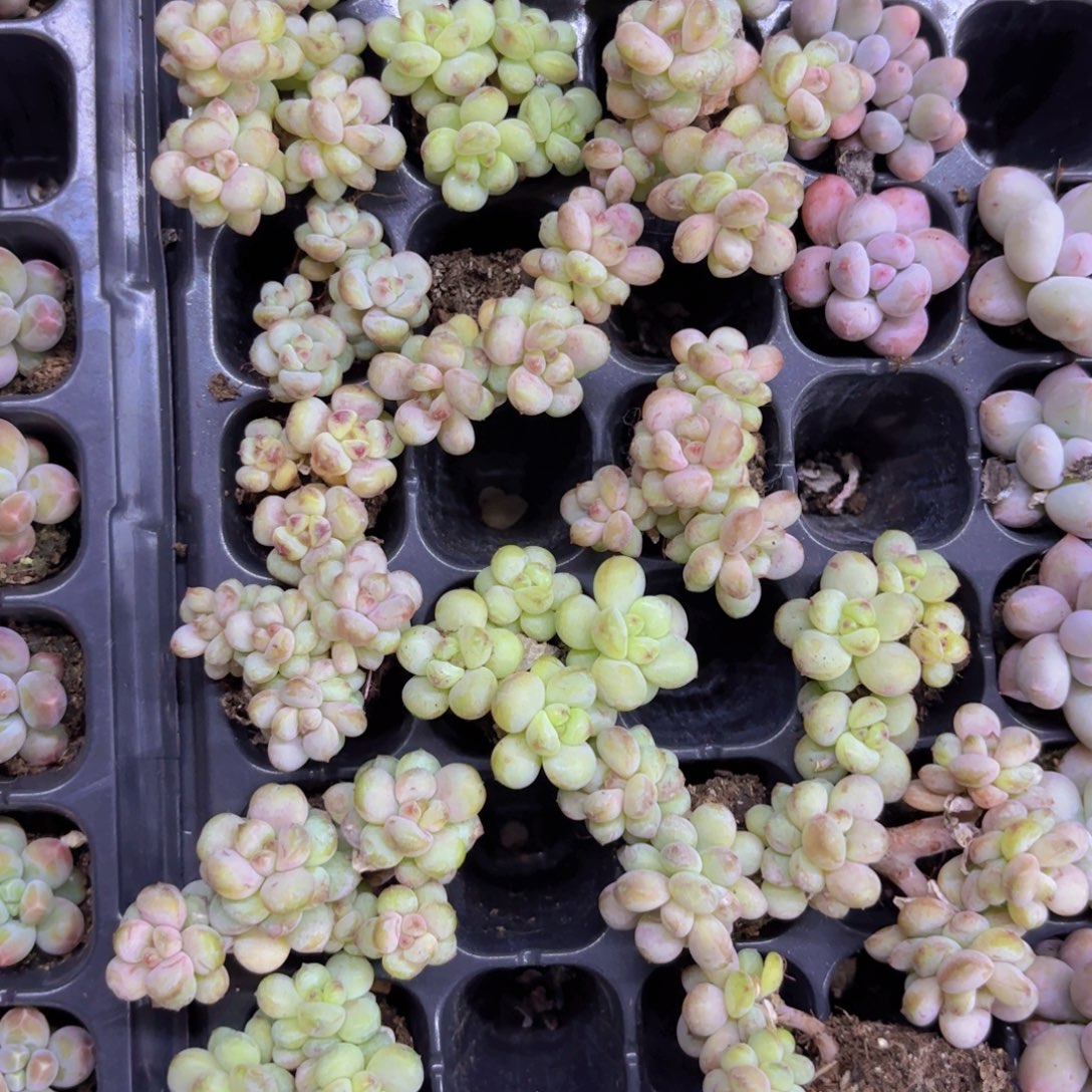 阳光玫瑰一颗量拍