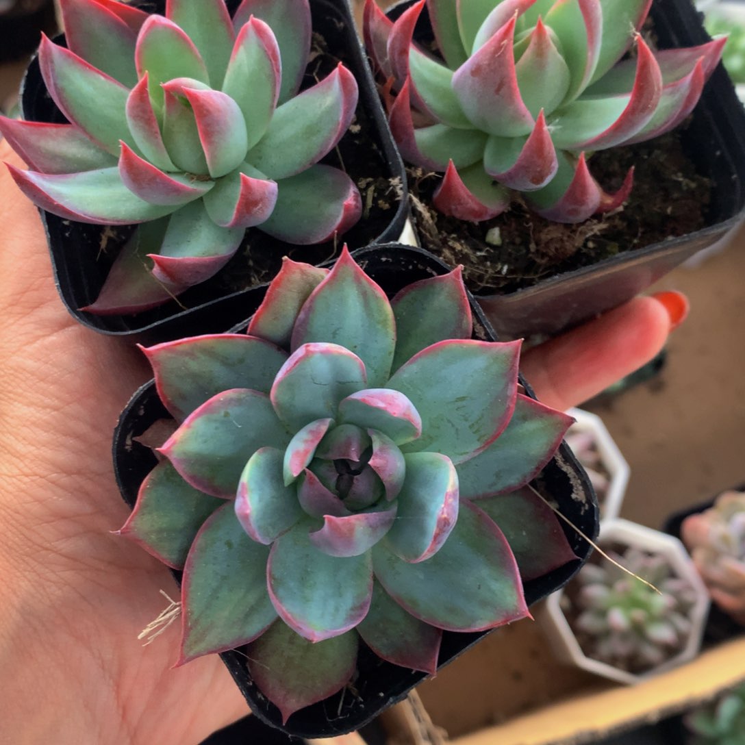 惊鸿仙子  特价（满9.99包邮不满9.99发叶子）