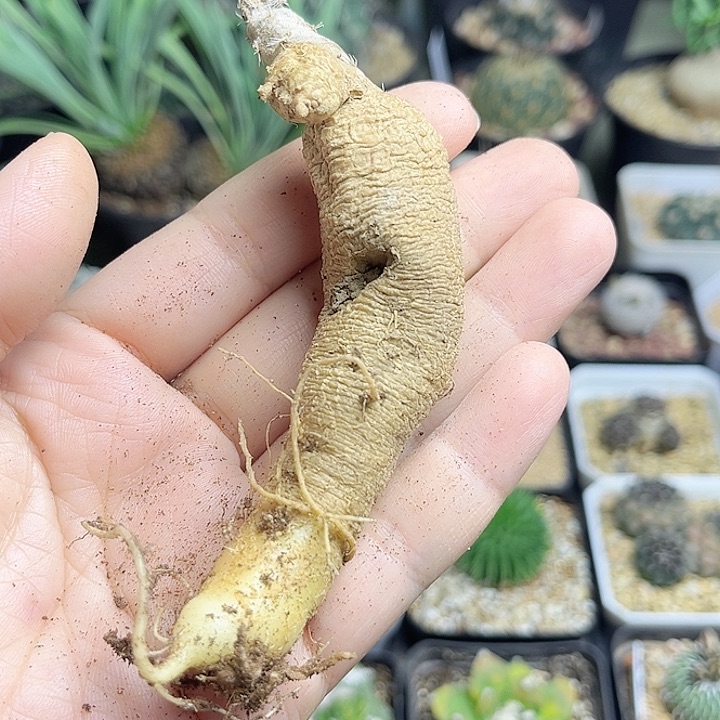 黑龙块根一颗一物一拍