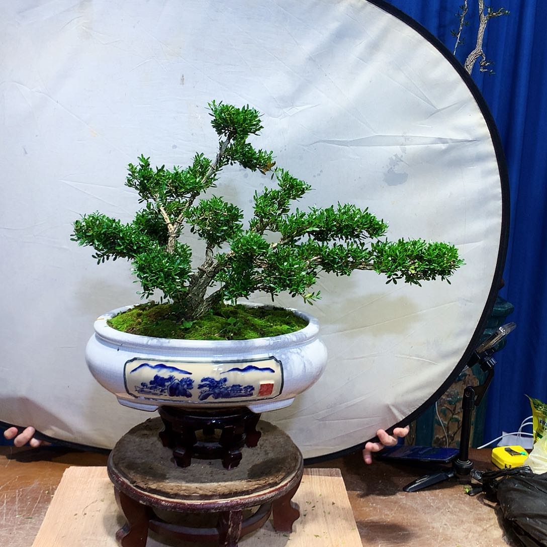 黄杨盆景一物一拍豆***恼
