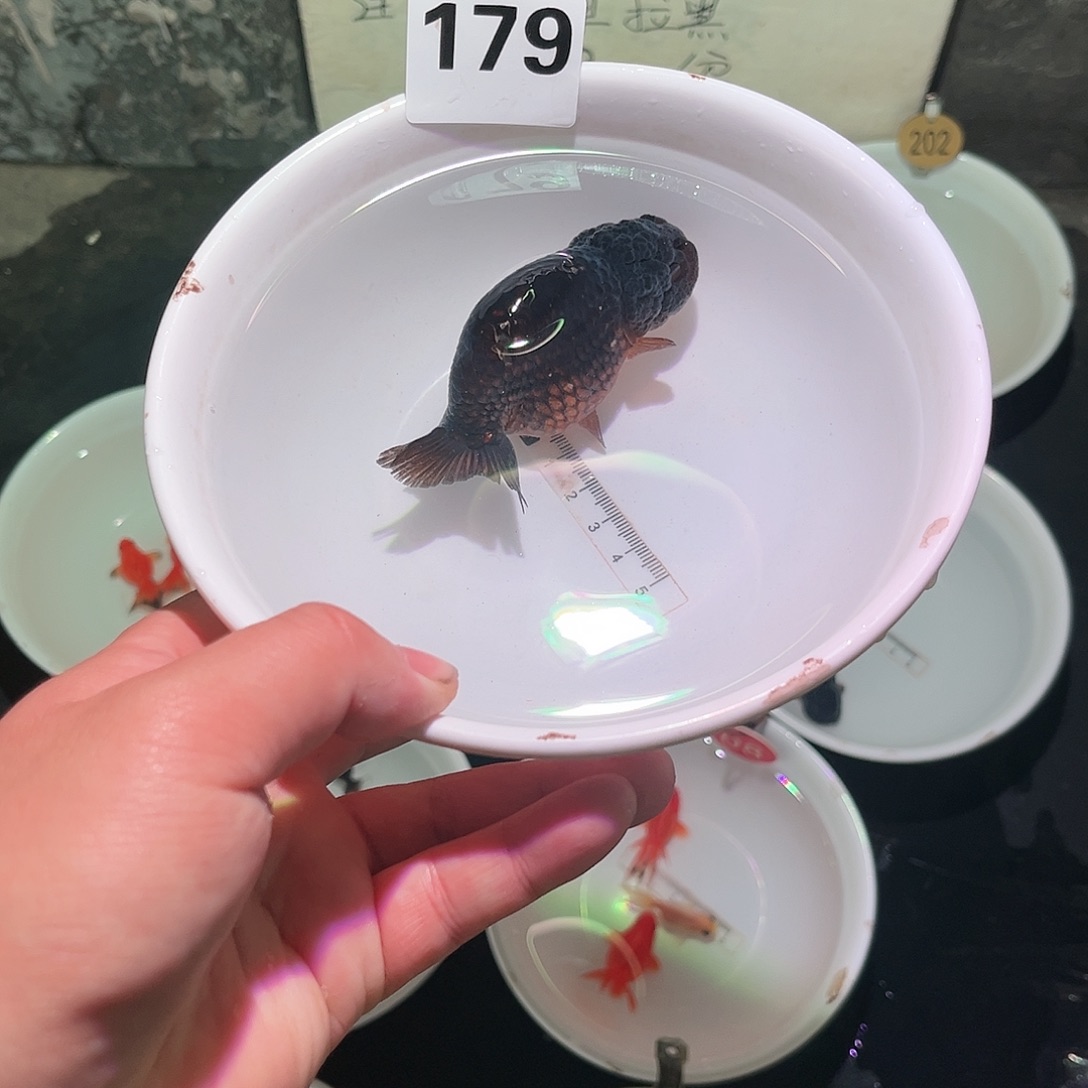 金鱼888888881790