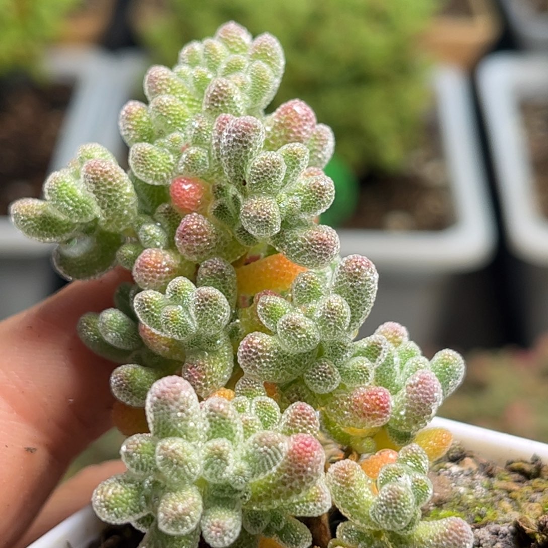 1769冰晶优选枝干