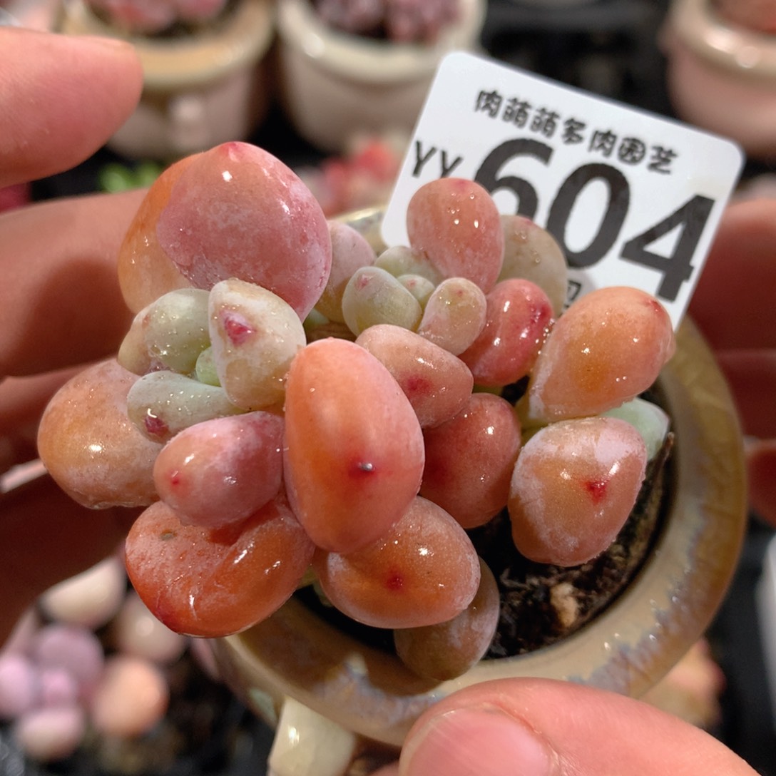 5CM拇指盆精控多肉YY604