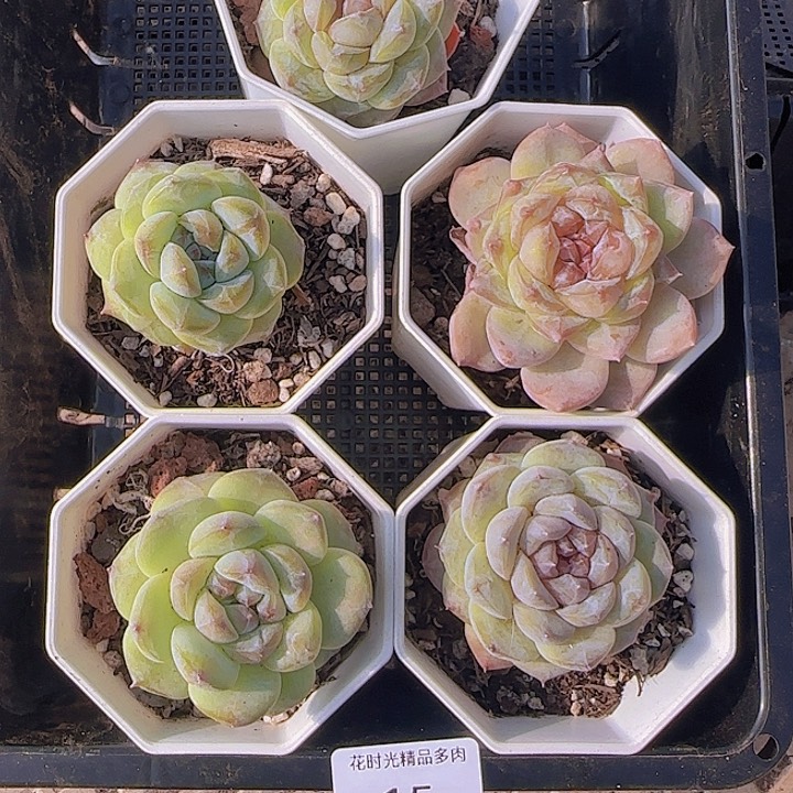 花时光精品多肉15