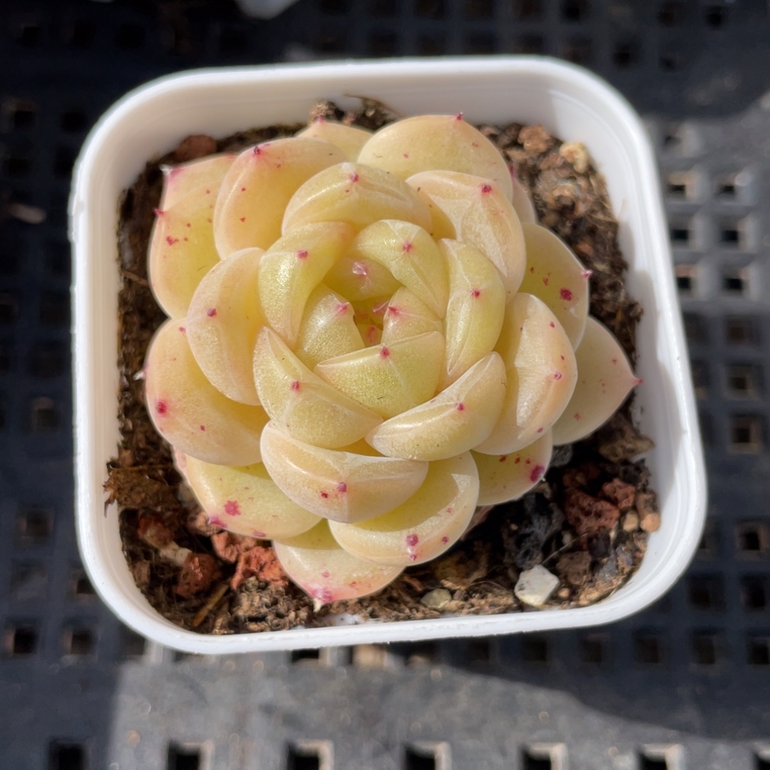 优选珍妮多肉福利2550