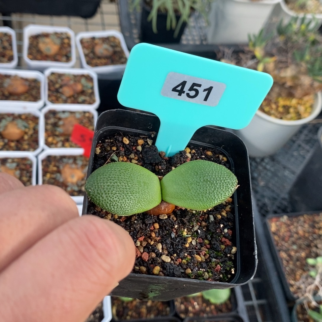 钢挫灯台百合一个