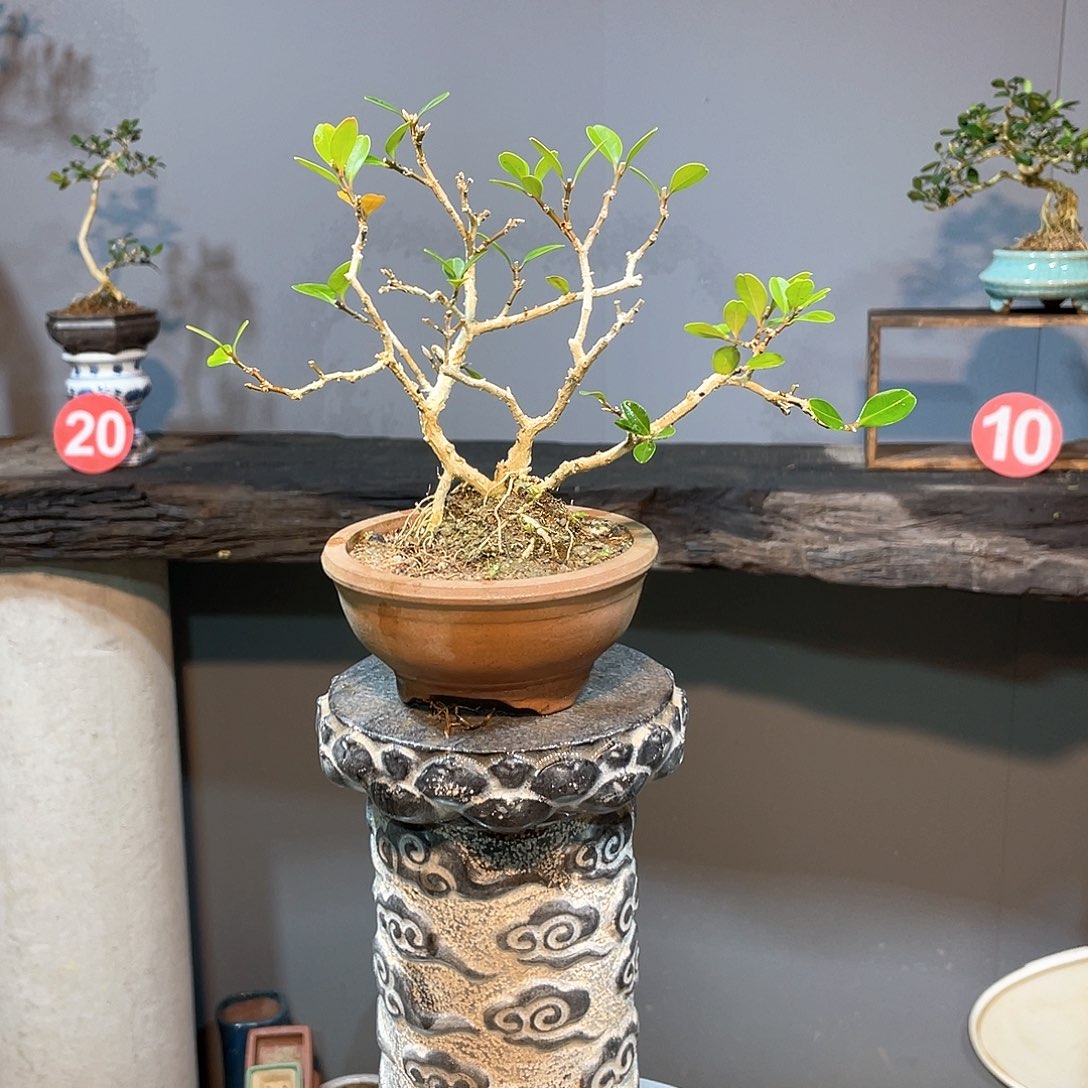 木?****?海岛黄杨带盆