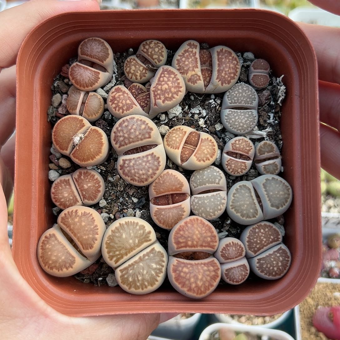 163菊带盆土发货111