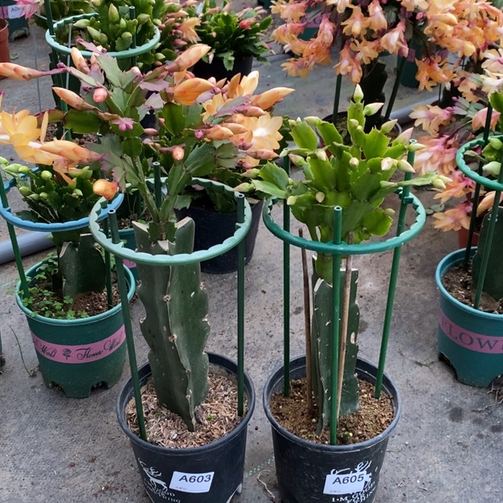 大部分花苞少量开放603，605