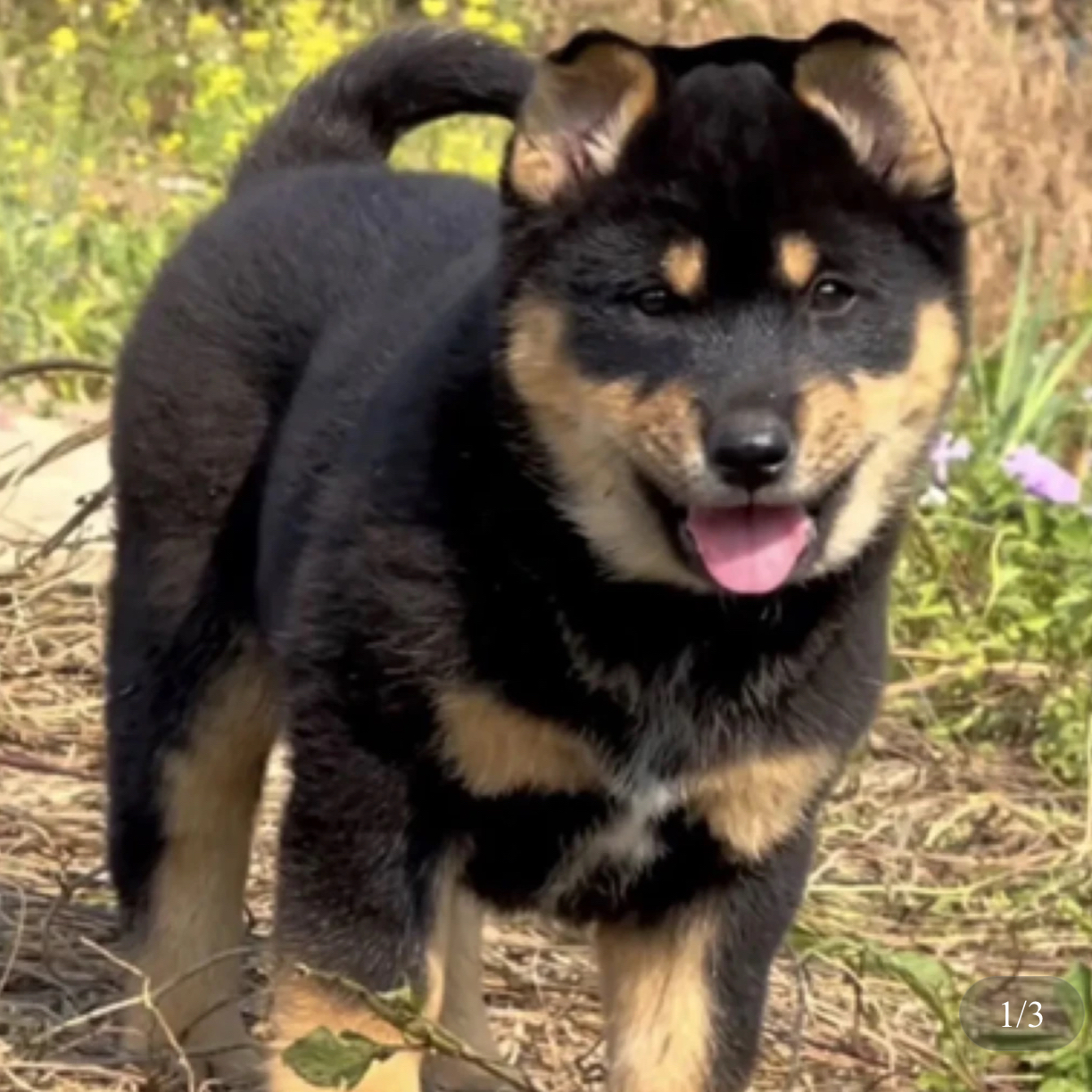 （家辉）广西田园犬直播专属链接，一物一拍