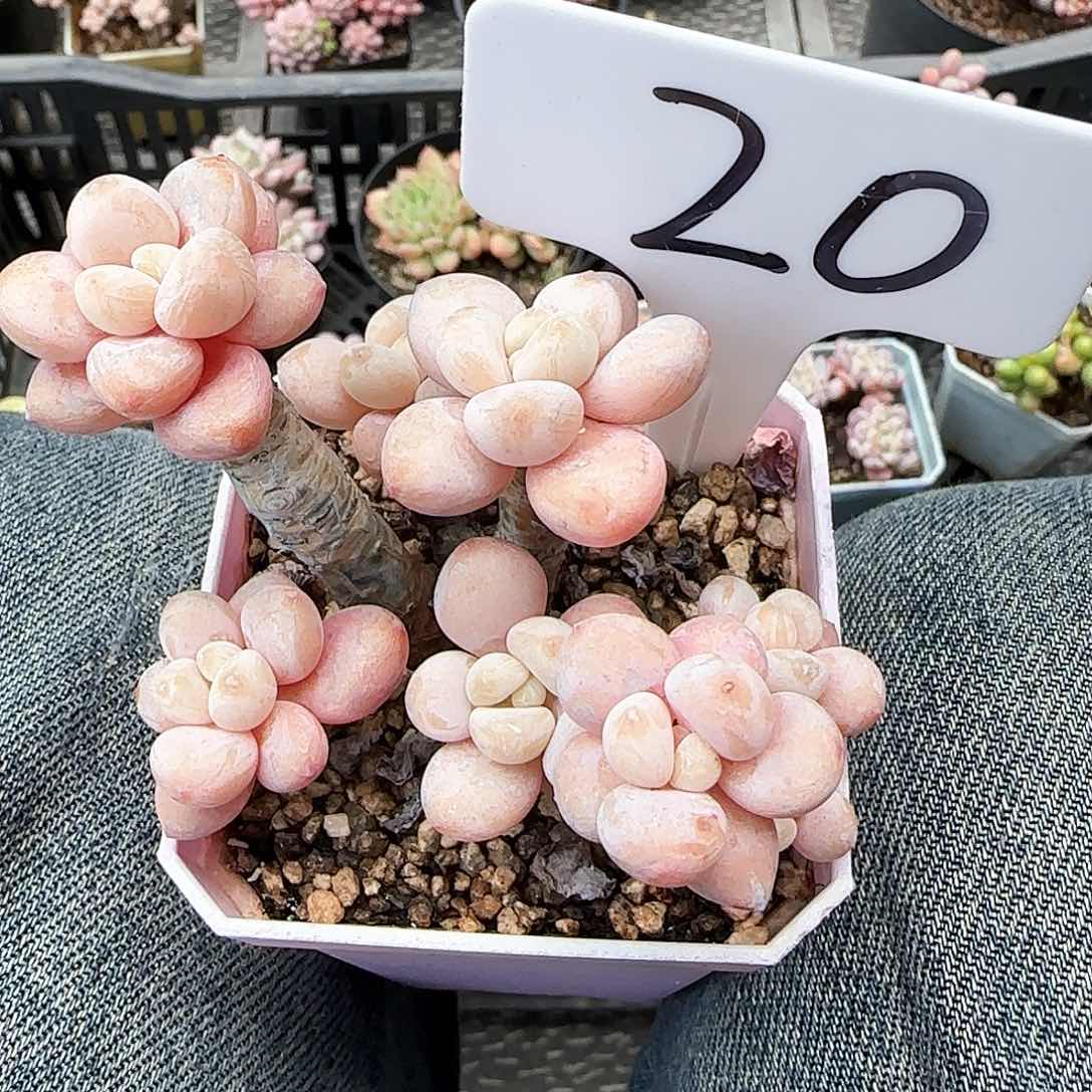 20ge po lo lo lo yo