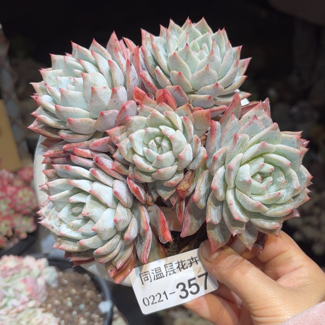 同温层多肉粉蓝鸟357