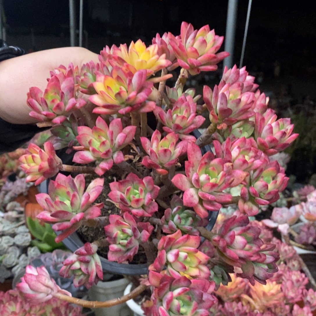 小叮当锦整桩无砍大盆