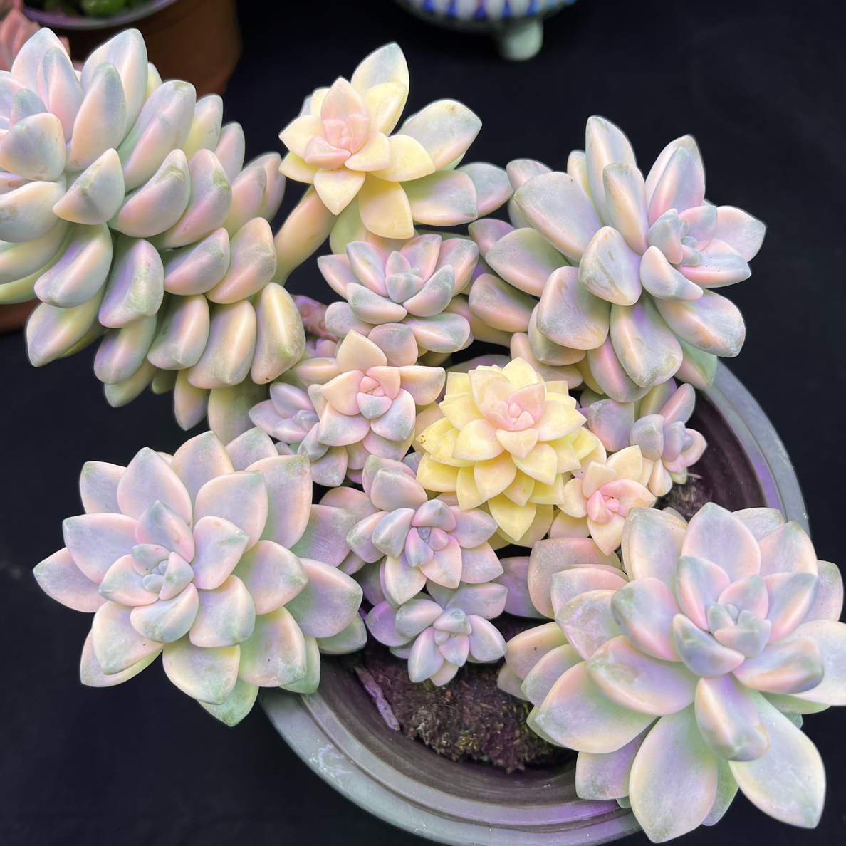 美杏锦（不带盆）多肉植物