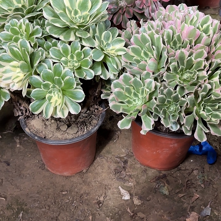 多肉植物法师2颗24