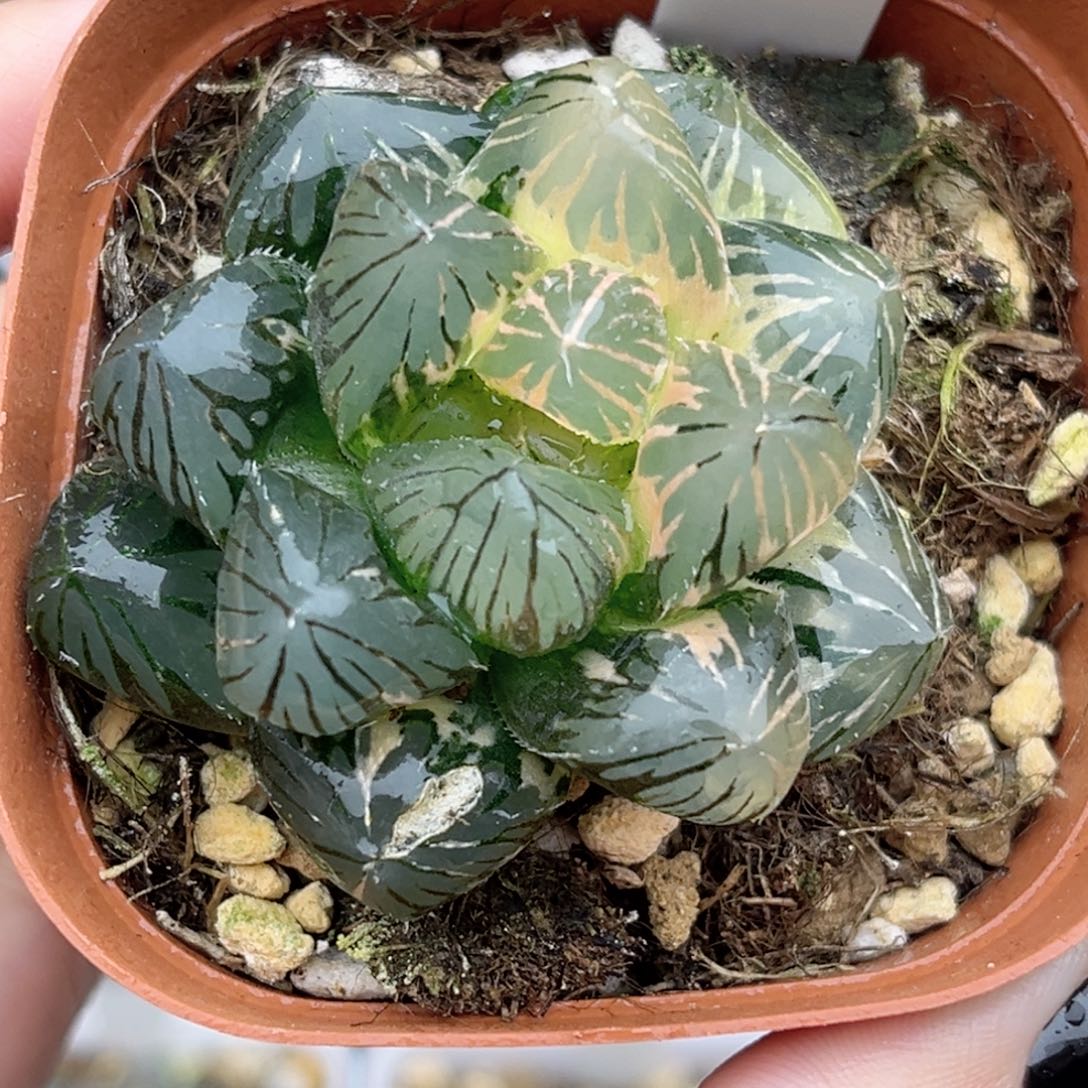 12巨大化OM玉露锦福利专场