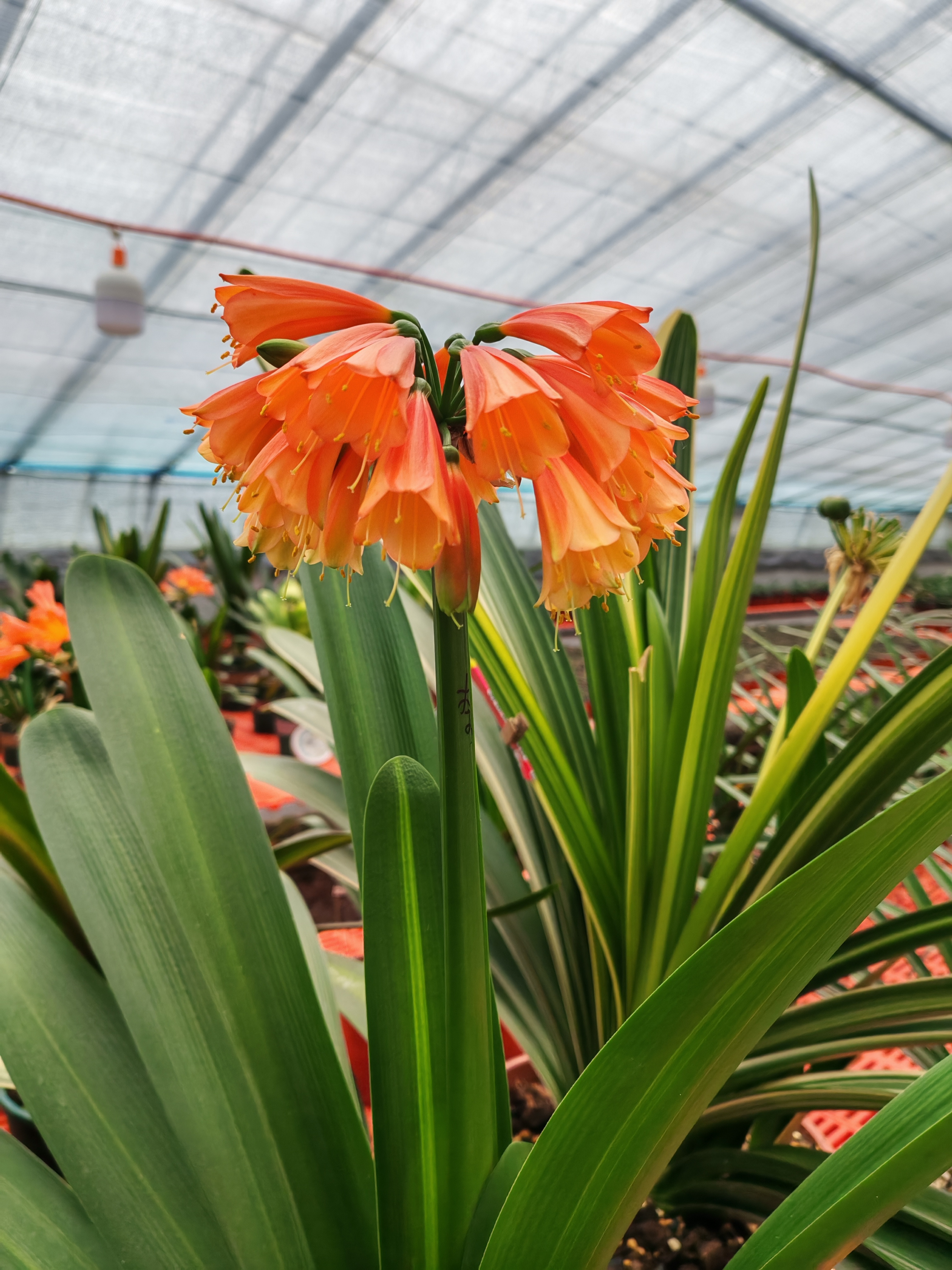 精品毛串，毛有劲，点毛，红花绿嘴，保质保量，1到5片叶小苗，保真