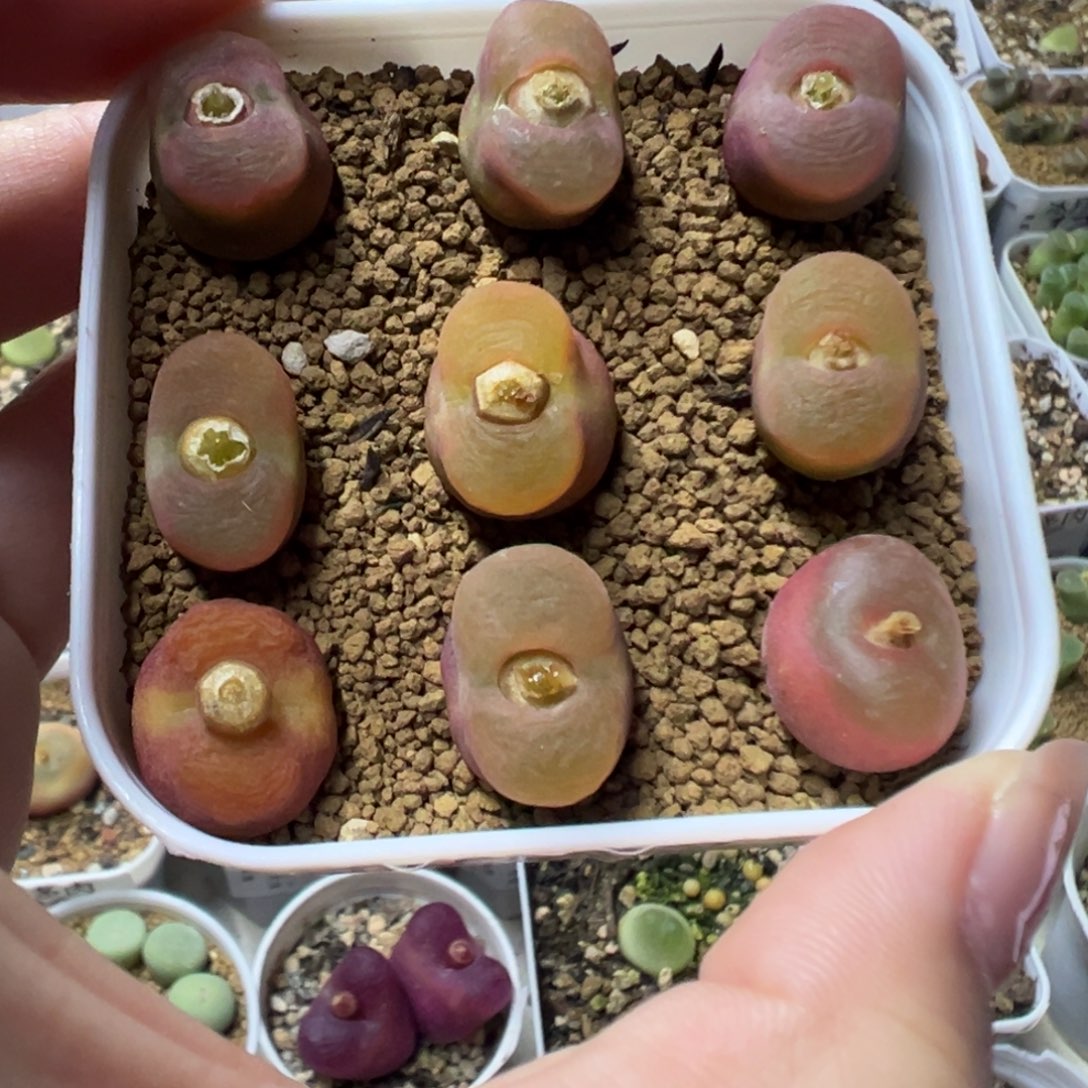 072水蜜桃裸根发货
