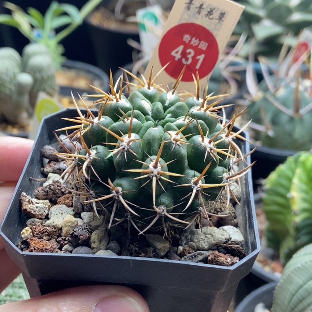 实生豪刺登阳丸4.7cm一棵仙人球