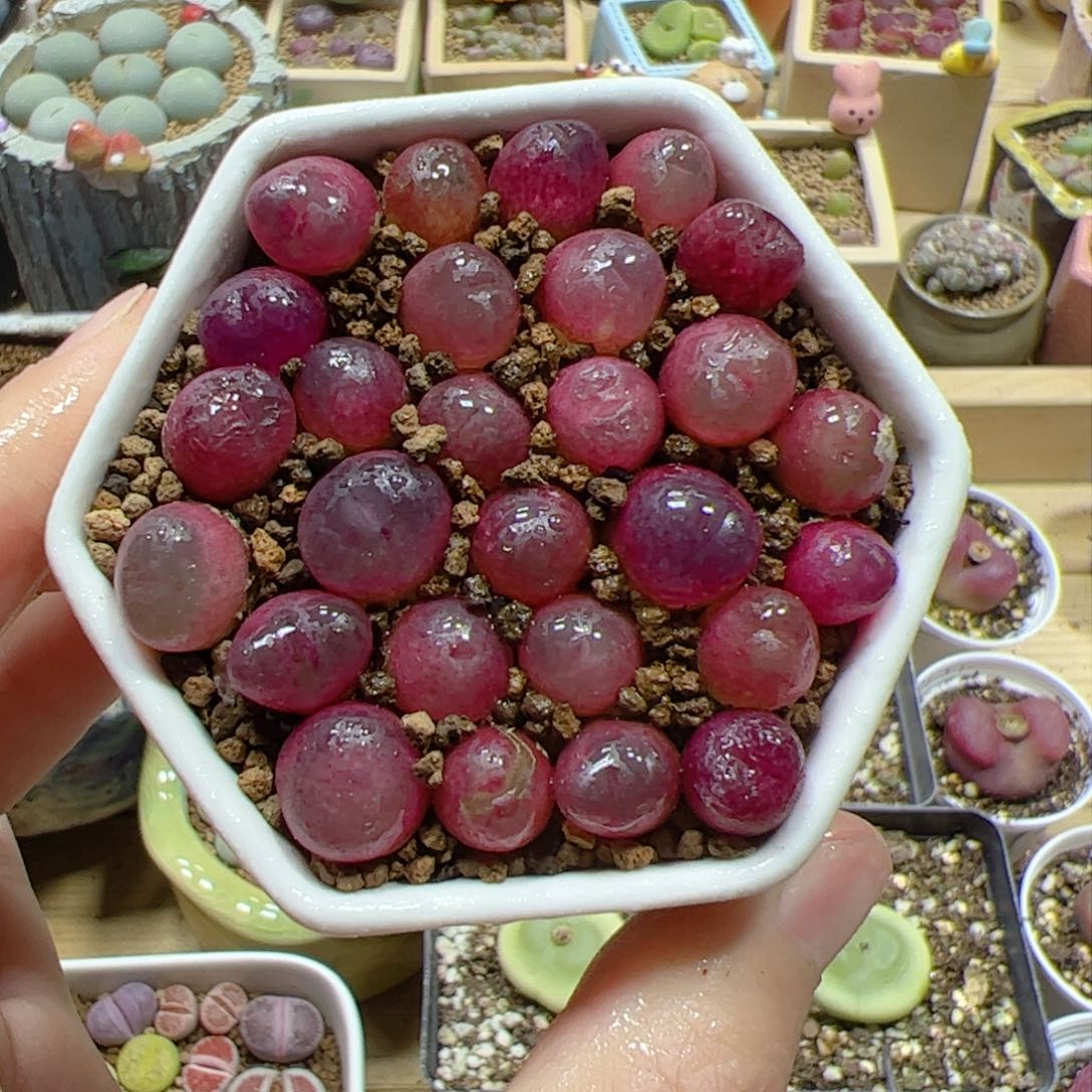 【闪购商品】吕氏红宝石10颗0.9cm