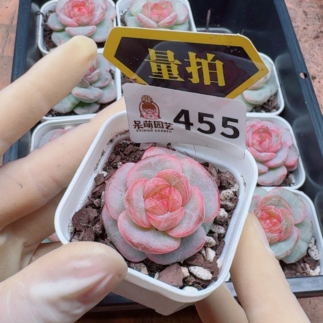 多肉植物多肉植物