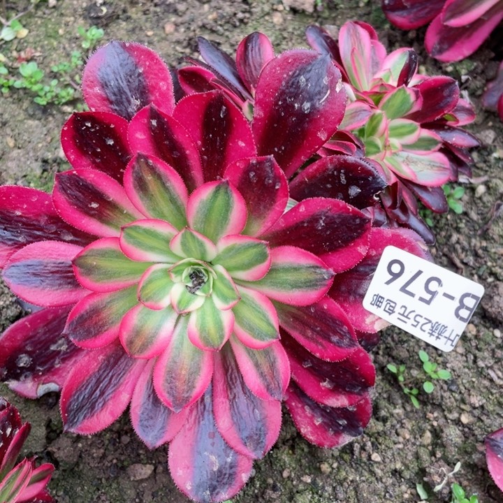 576美杜莎豹纹缀12345678