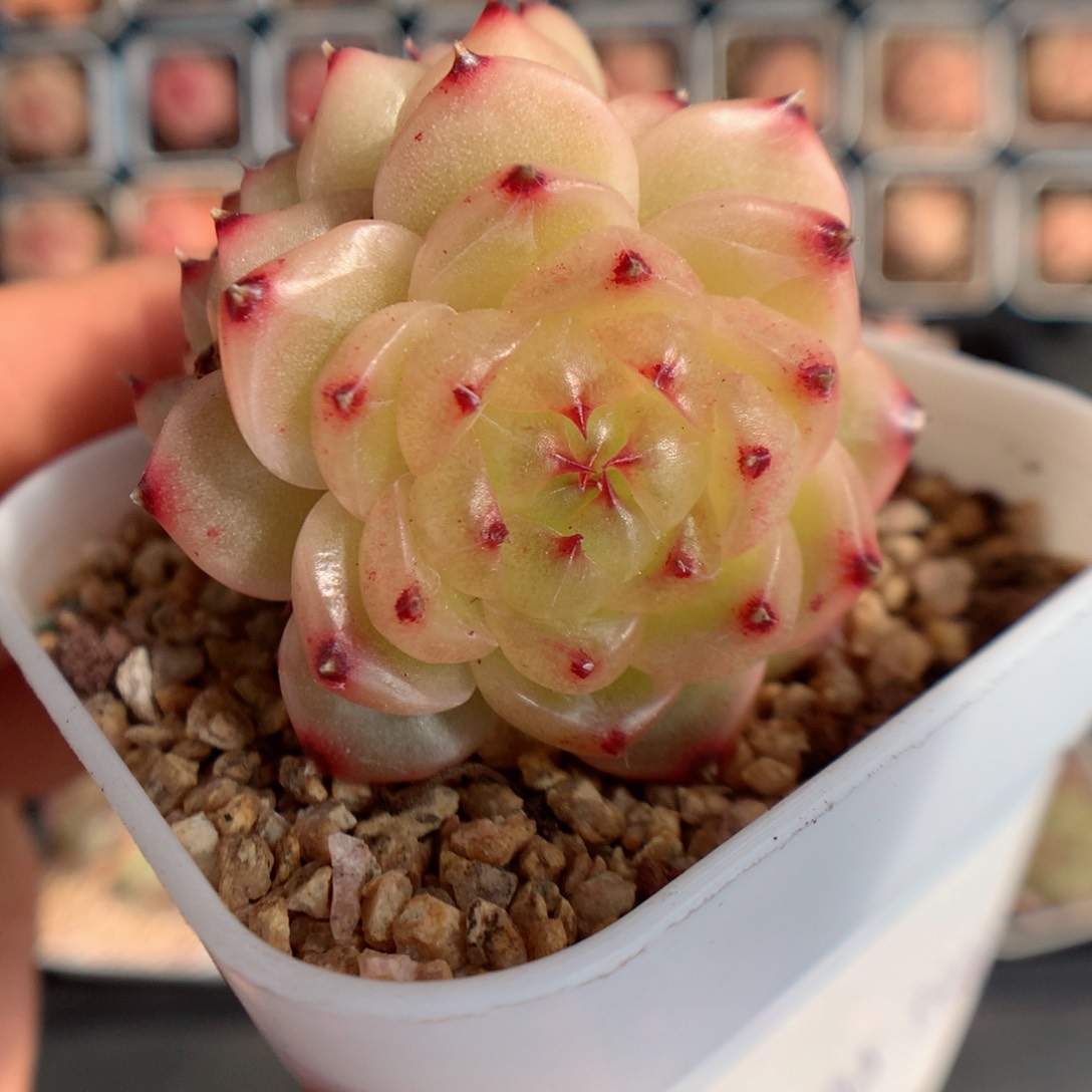 多肉植物。 熊猫珍妮4