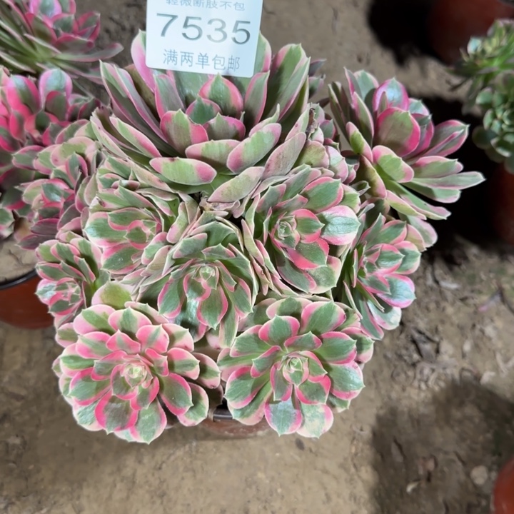 7535女郎多肉植物