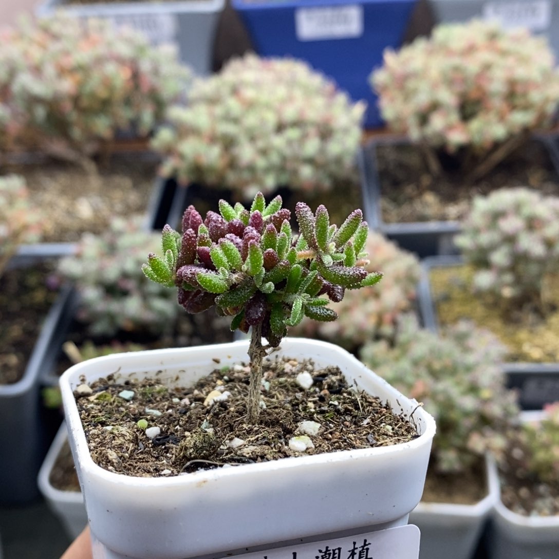 2169红麒麟枝干番杏多肉