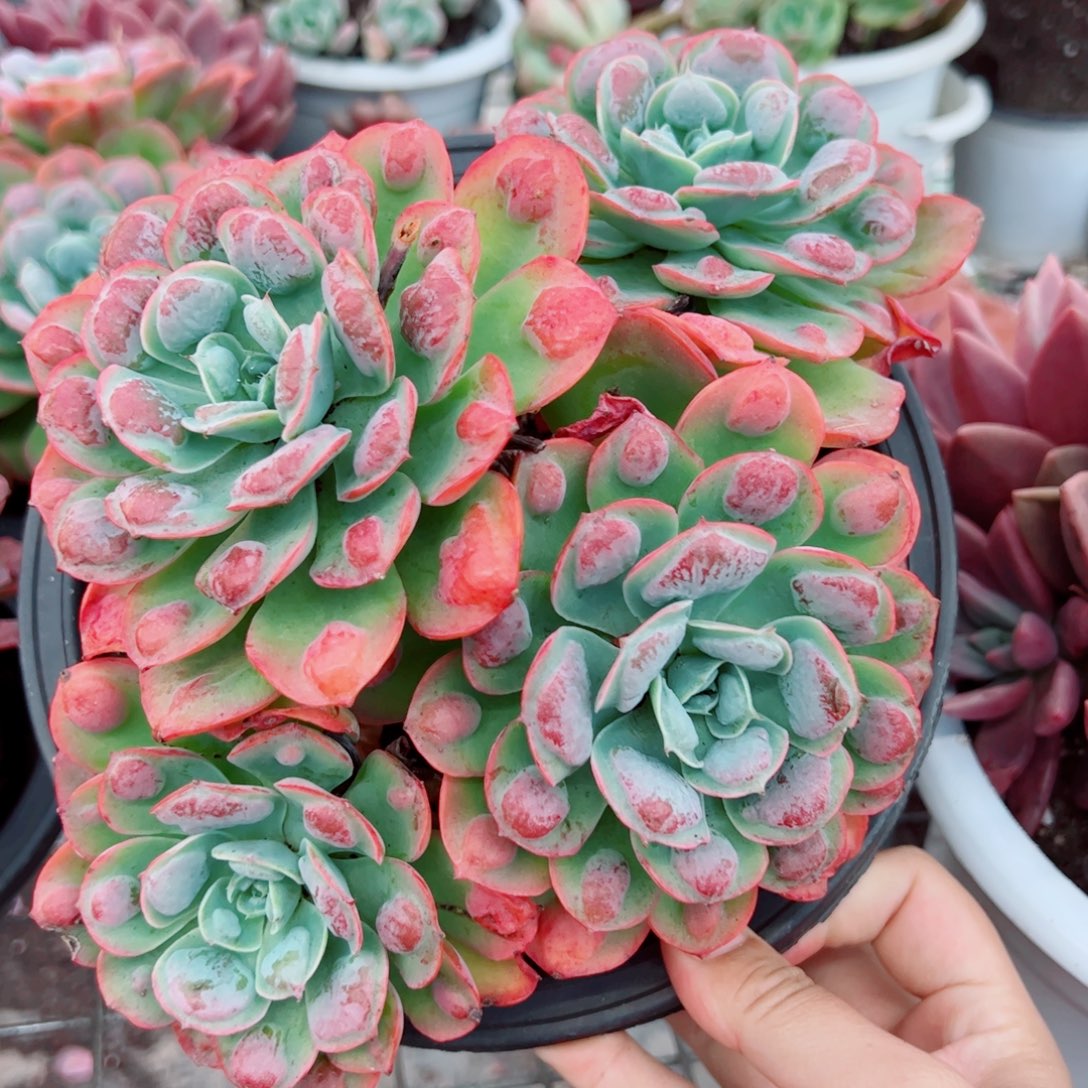 雨滴四大头起发老桩