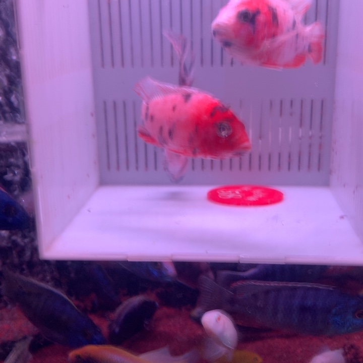 慈鲷鱼直播58号3条