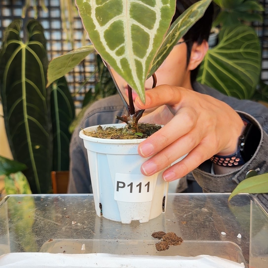 完全开放P111粉钻石